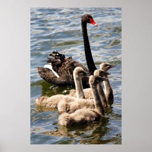 Black Swan and Cygnets Poster