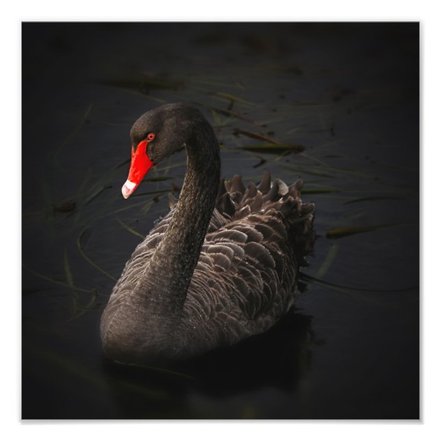 Black Swan Artwork Photo Print (Front)