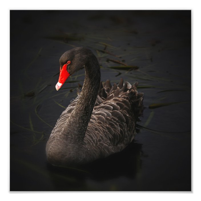 Black Swan Artwork Photo Print | Zazzle.com