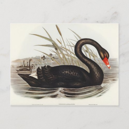 Black Swan by Elizabeth Gould Postcard