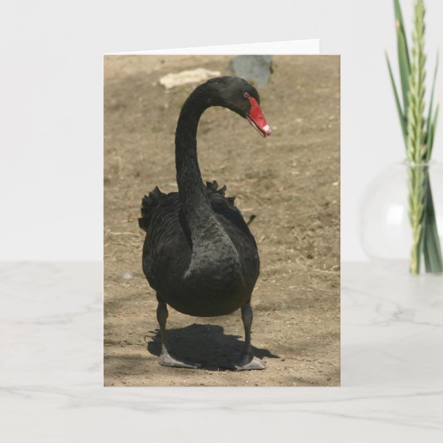 Black Swan Card (Front)
