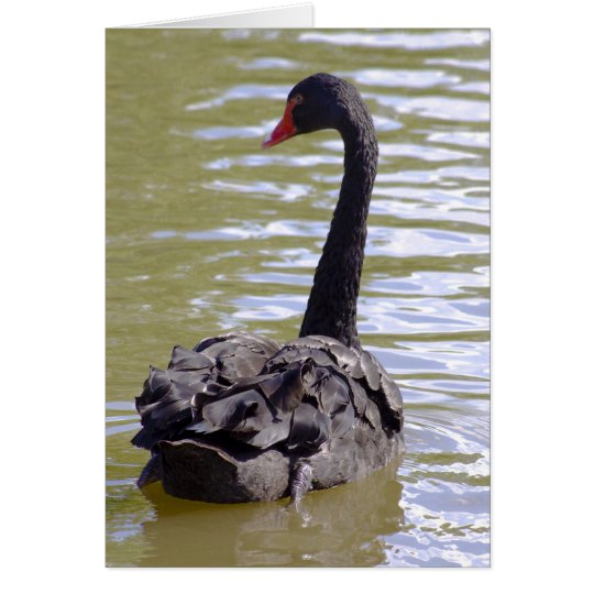 Black Swan Card