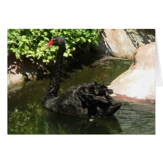 Black Swan Cards (Front Horizontal)