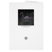 Black Swan Cards (Back)