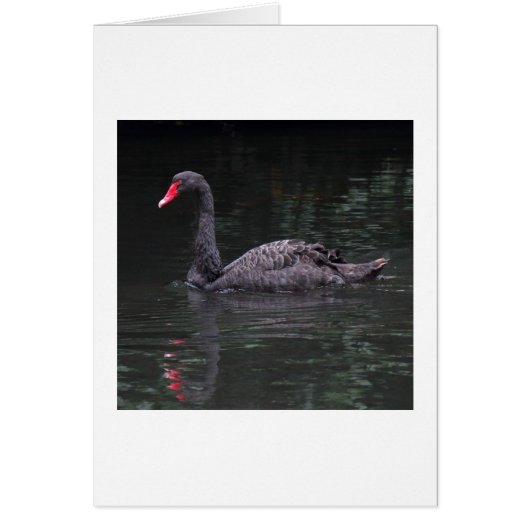 Black Swan Cards (Front)