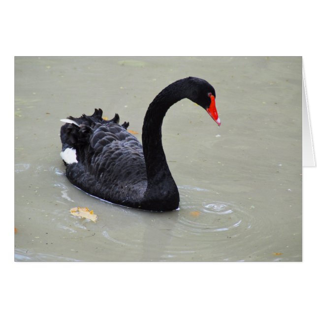 Black swan cards (Front Horizontal)