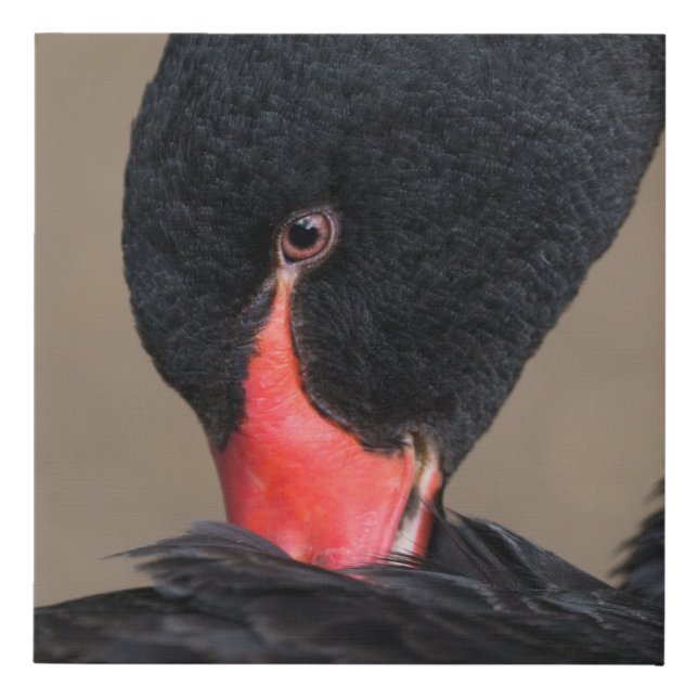 Black Swan Faux Canvas Print (Front)