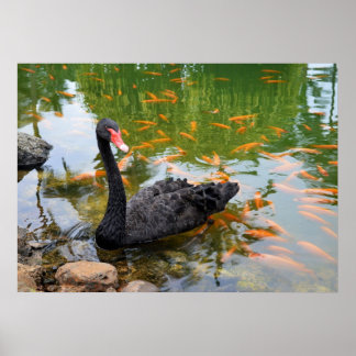 Black Swan in a Goldfish Pond Poster