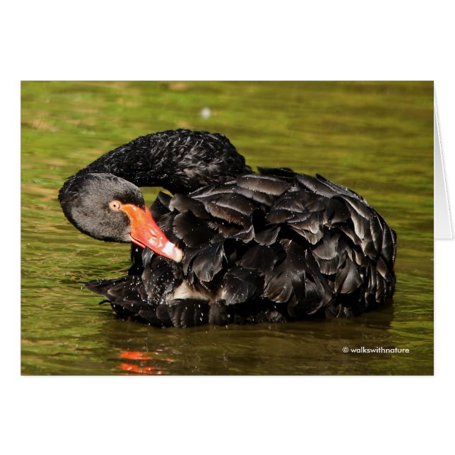 Black Swan in the Pond Cards (Front Horizontal)
