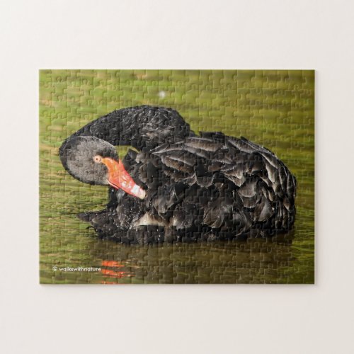 Black Swan in the Pond Jigsaw Puzzle