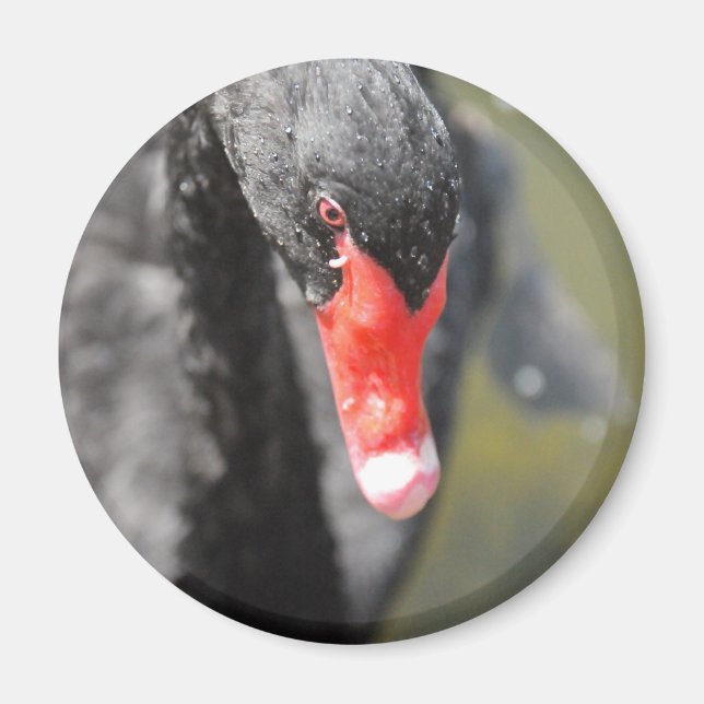 Black Swan Magnet (Front)