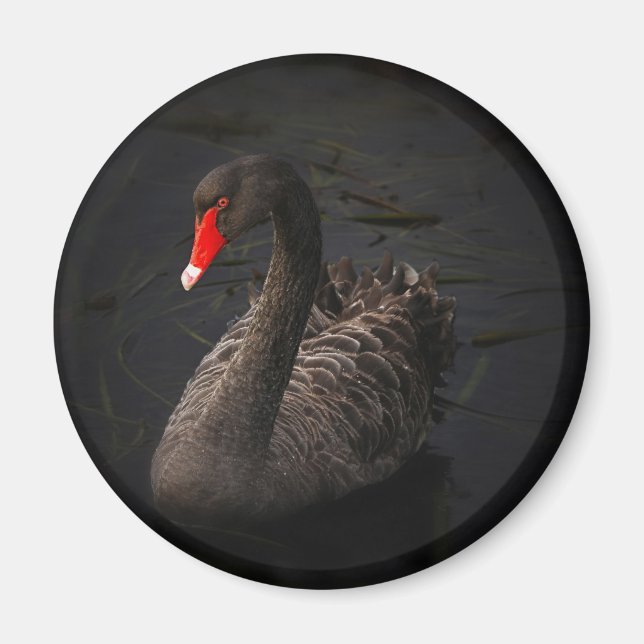 Black swan magnet (Front)