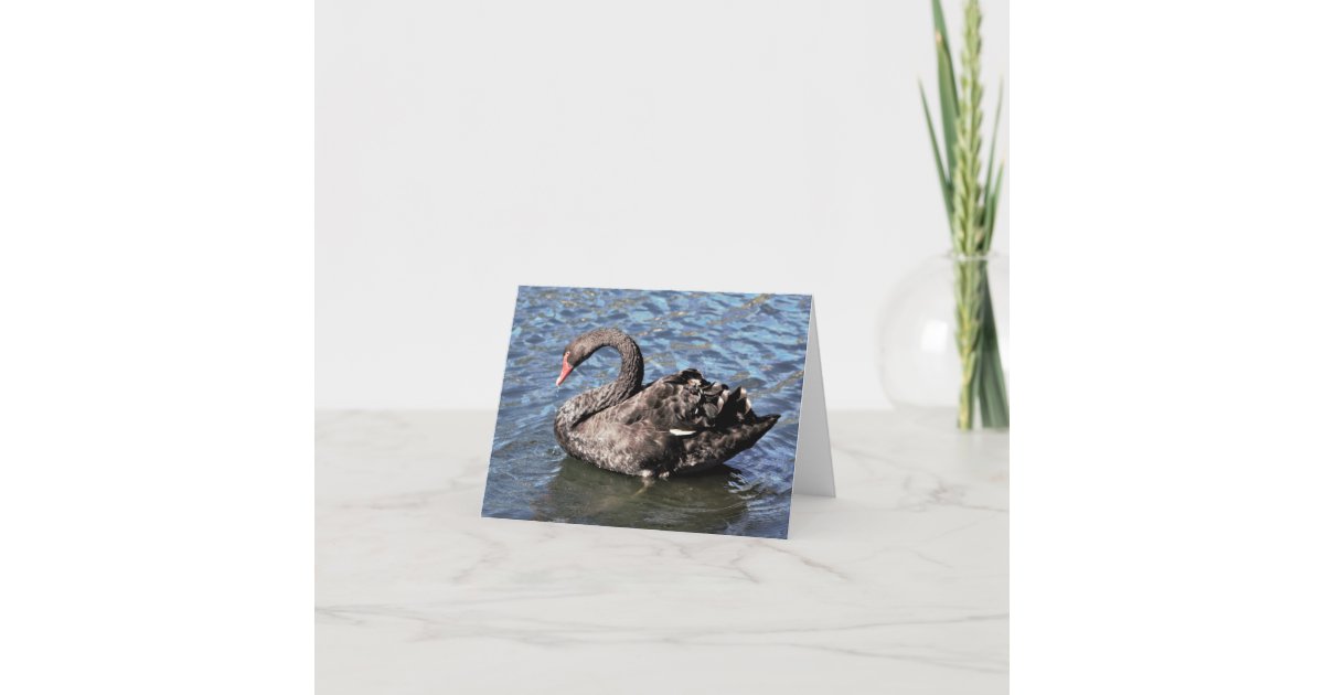 Black Swan Photo Folded Note Card | Zazzle