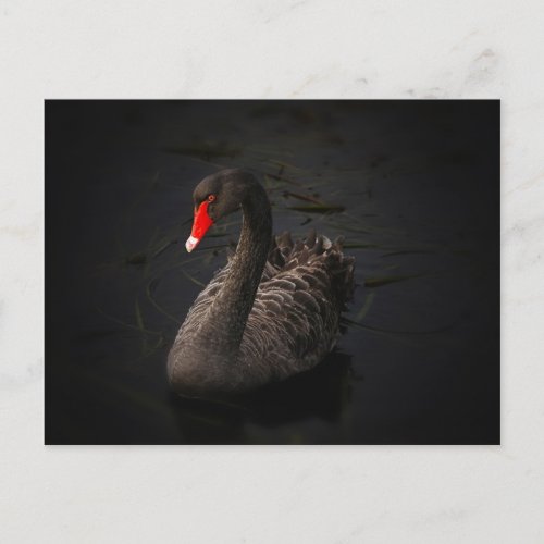 Black swan postcard