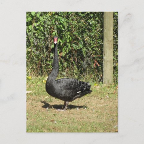 Black Swan Postcard