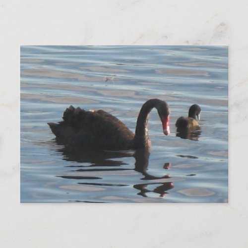 Black swan postcard