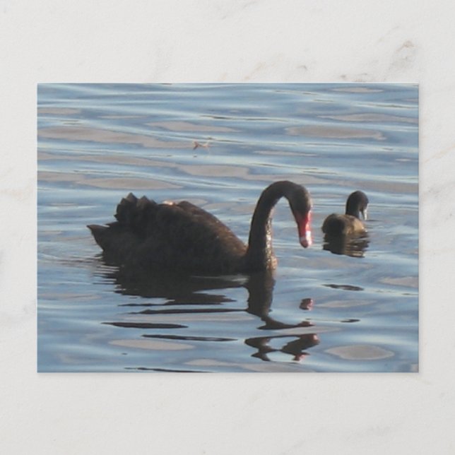 Black swan postcard (Front)