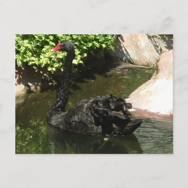 Black Swan Postcard (Front)