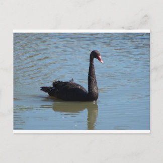 Black Swan Postcard