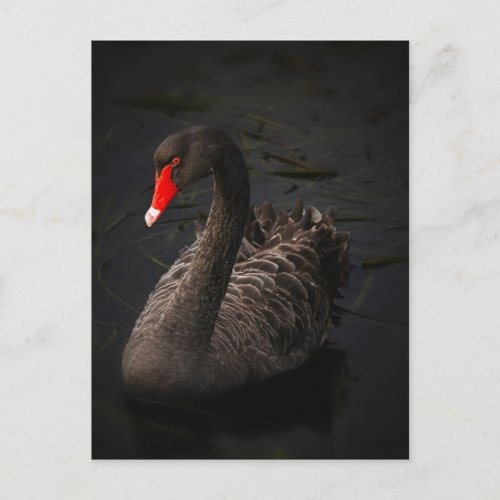 Black swan postcard