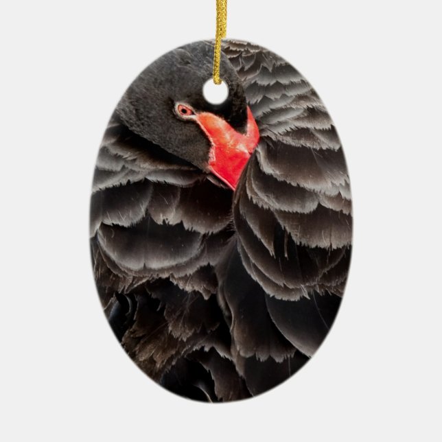 Black swan resting ceramic ornament (Front)