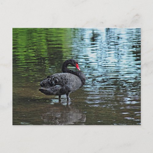 Black Swan Roath Park Lake Cardiff Wales Postcard