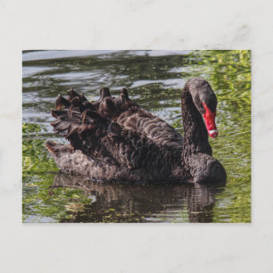 Black Swan, Roath Park Lake, Cardiff, Wales. Postcard