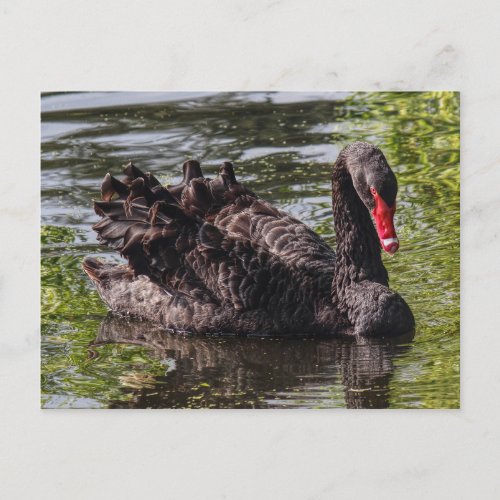 Black Swan Roath Park Lake Cardiff Wales Postcard