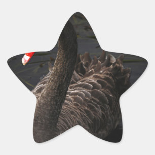 Black Swan Star Sticker