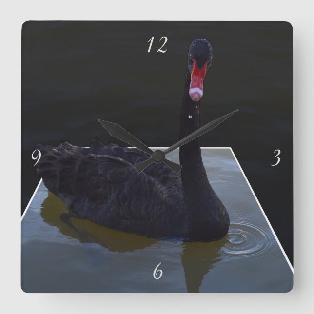 Black Swan Swimming In A Dimensional Pond, Square Wall Clock (Front)
