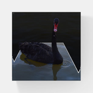 Black Swan Swimming In Dimensional Pond, Paperweight