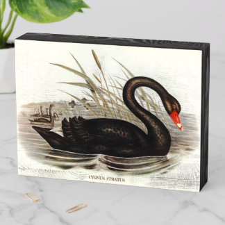 Black Swan Vintage Bird Wooden Box Sign