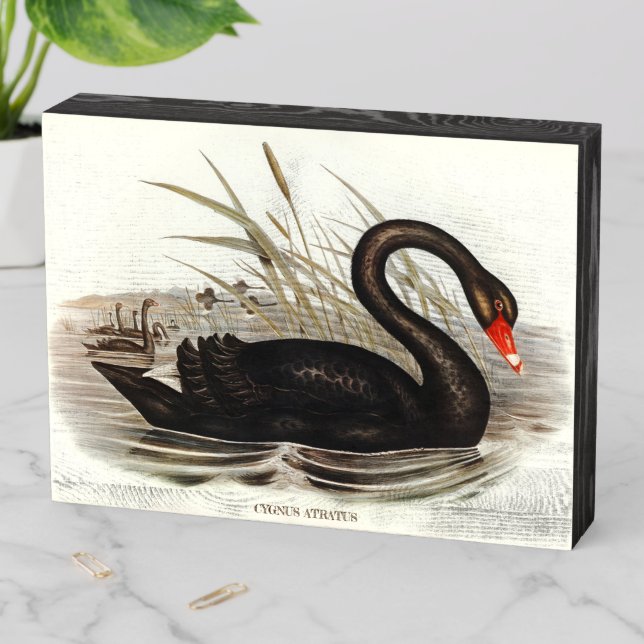Black Swan Vintage Bird  Wooden Box Sign (In Situ Horizontal)