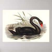 Black Swan Vintage 