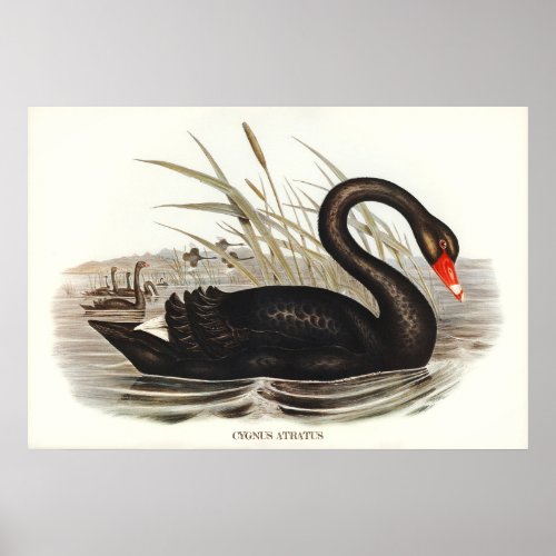 Black Swan Vintage  Poster