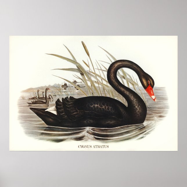 Black Swan Vintage  Poster (Front)