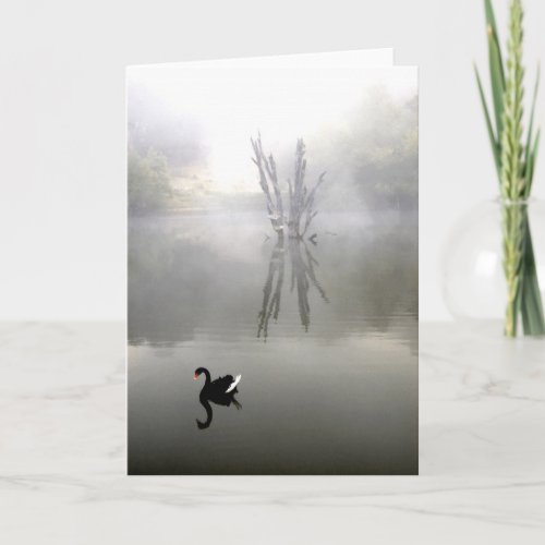 Black Swan With White Feather Card