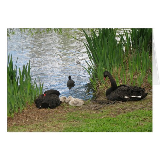 Black swans and cygnets cards (Front Horizontal)