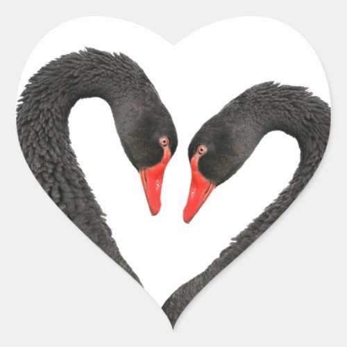 Black swans heart sticker