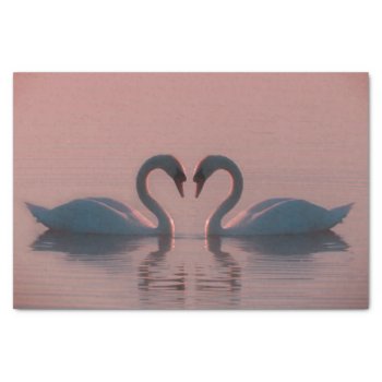 Black Swans Must Be Love Pink Sky