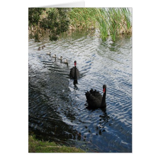 Black Swans, Perth (Front)