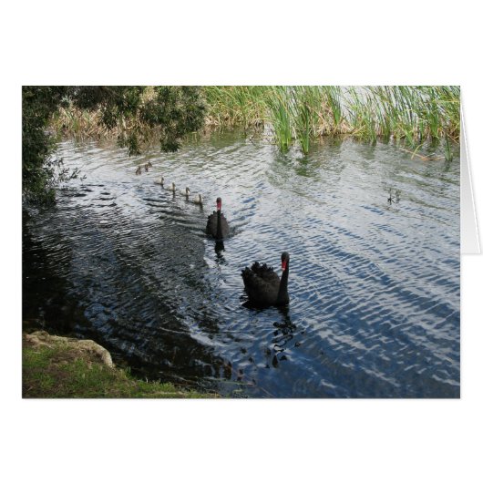 Black Swans, Perth Cards (Front Horizontal)