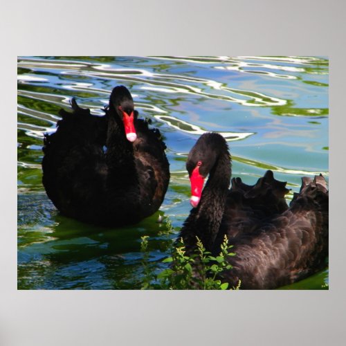 Black Swans Poster