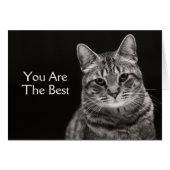 Black Tabby Kitten (Front Horizontal)