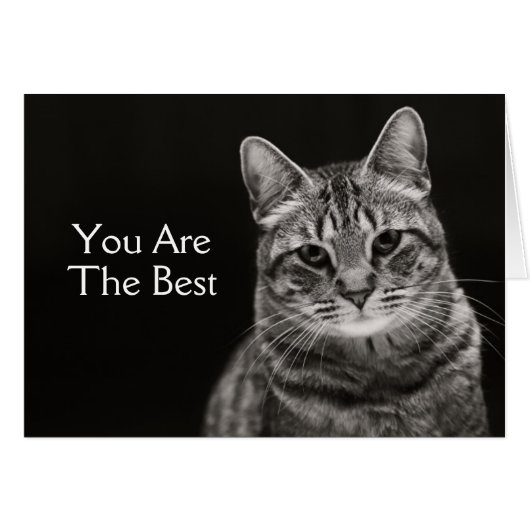 Black Tabby Kitten Cards (Front Horizontal)