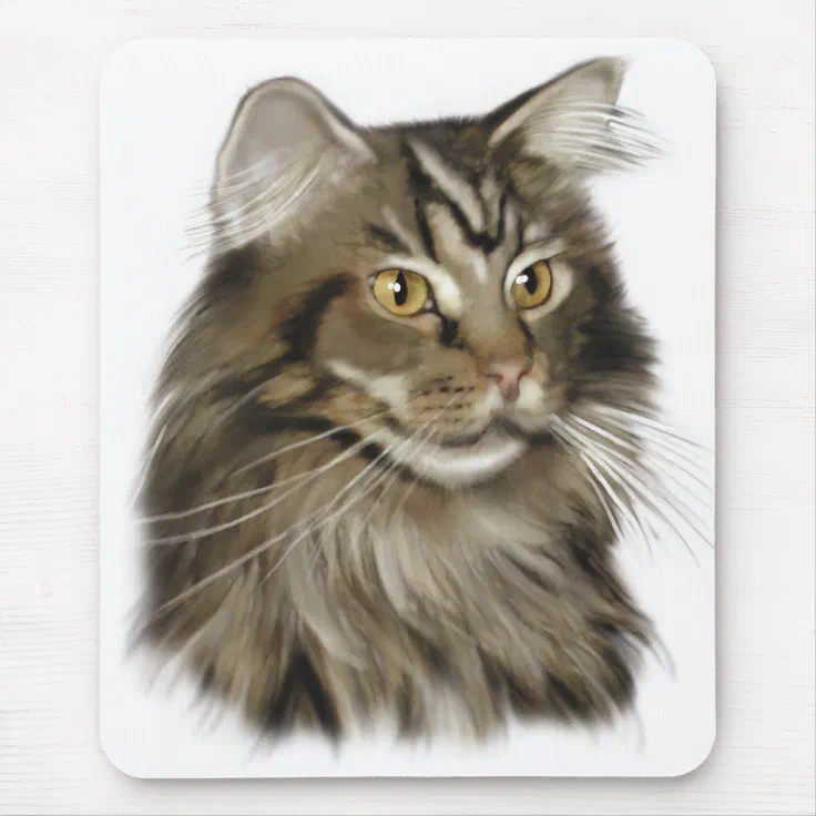 black tabby maine coon