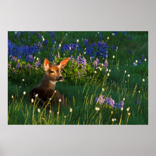 Black_tail Deer Fawn alpine wildflowers Poster