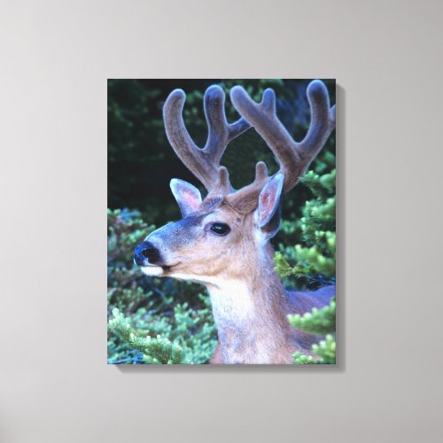 Black_tail Deer  Olympic National Park Canvas Print