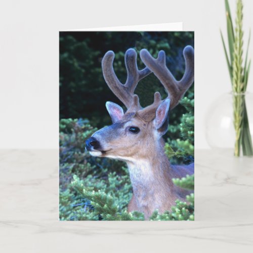 Black_tail Deer  Olympic National Park Card