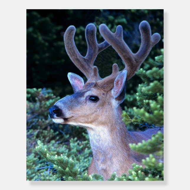 Black-tail Deer | Olympic National Park Foam Board (Front)